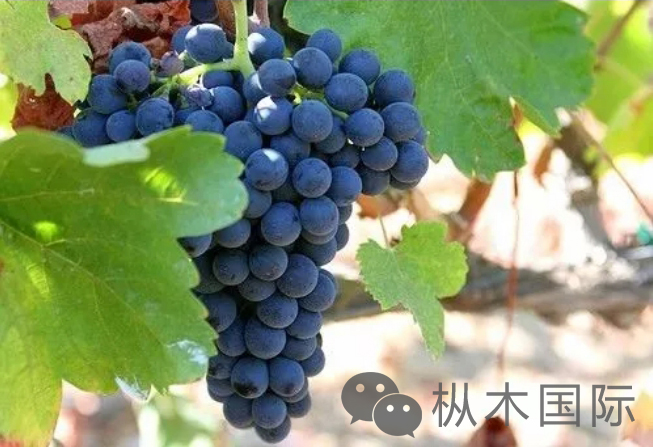 西拉-設拉子.jpg